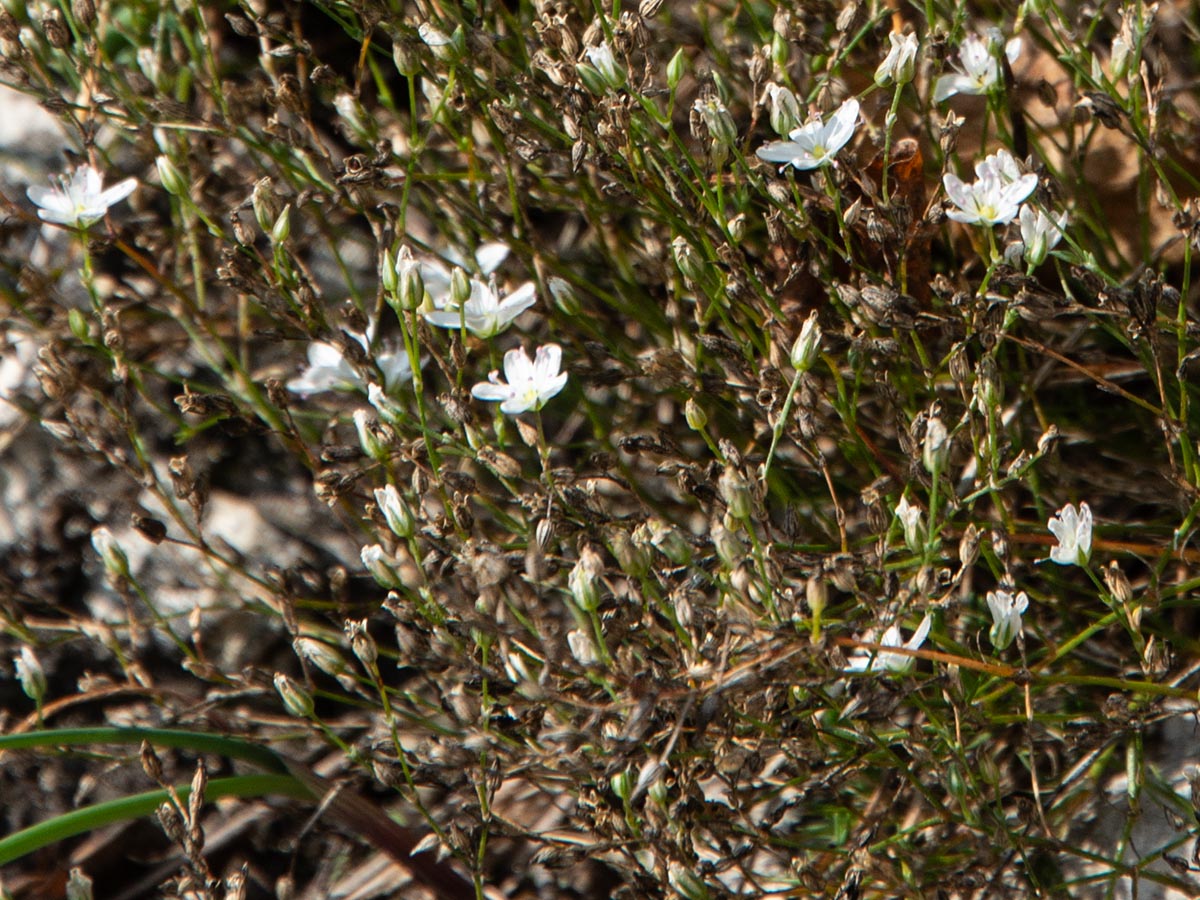 Blüten